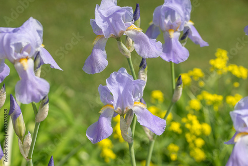 Beautiful Varietal Multicolored Irises in the Garden