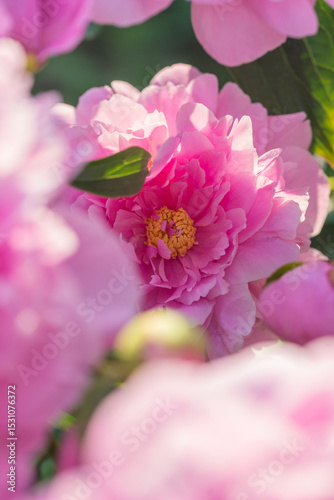 Fototapeta Naklejka Na Ścianę i Meble -  Beautiful delicate lush pink peonies