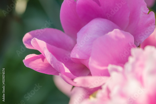 Beautiful delicate lush pink peonies