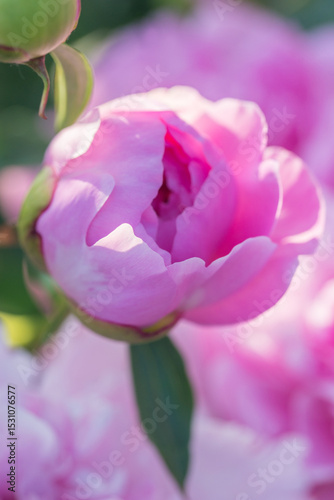 Fototapeta Naklejka Na Ścianę i Meble -  Beautiful delicate lush pink peonies