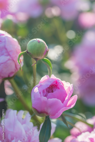 Fototapeta Naklejka Na Ścianę i Meble -  Beautiful delicate lush pink peonies