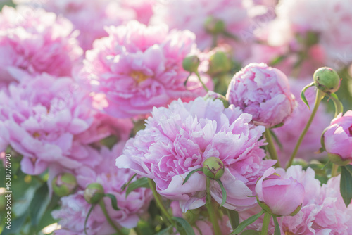 Beautiful delicate lush pink peonies