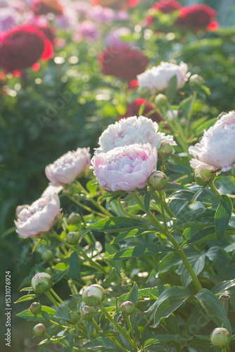 Fototapeta Naklejka Na Ścianę i Meble -  Beautiful delicate lush pink peonies