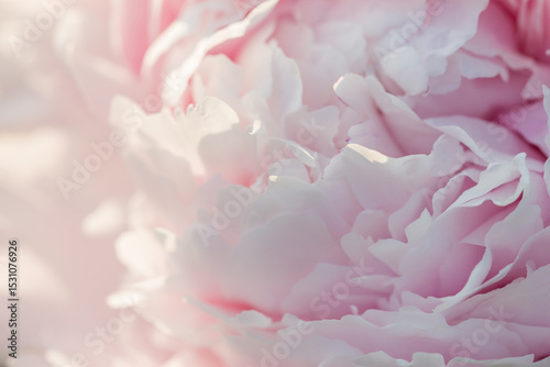Beautiful delicate lush pink peonies