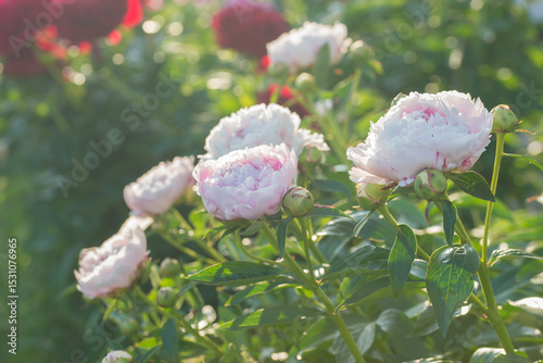 Beautiful delicate lush pink peonies