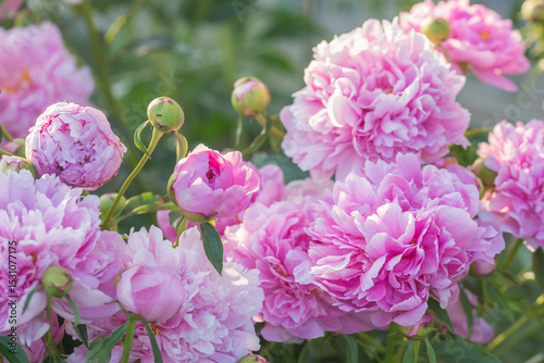 Beautiful delicate lush pink peonies