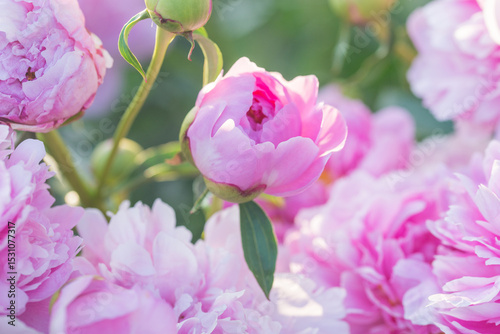 Beautiful delicate lush pink peonies