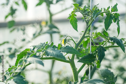 Vegetables grow in a greenhouse in summer, cucumbers and tomatoes