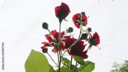 Red Roses in Bloom