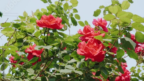 Red Roses in Bloom