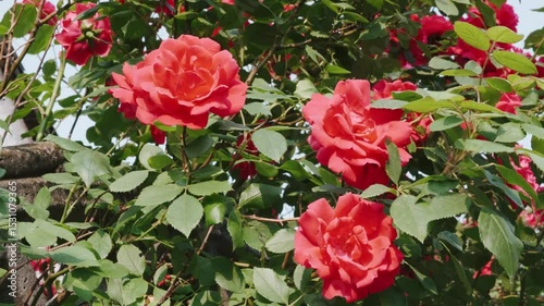 Red Roses in Bloom