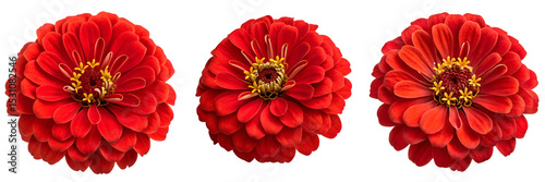 A Set for Three vibrant red zinnia flowers isolated on transparent background