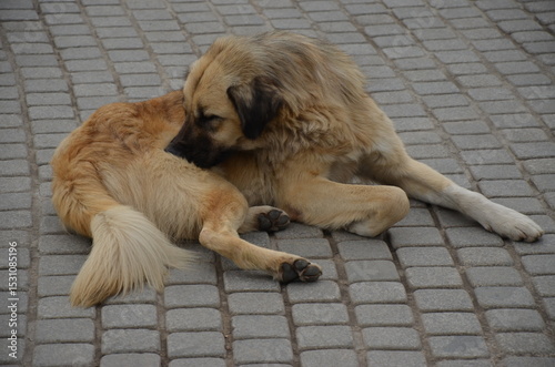Dog grooming itself on paved street