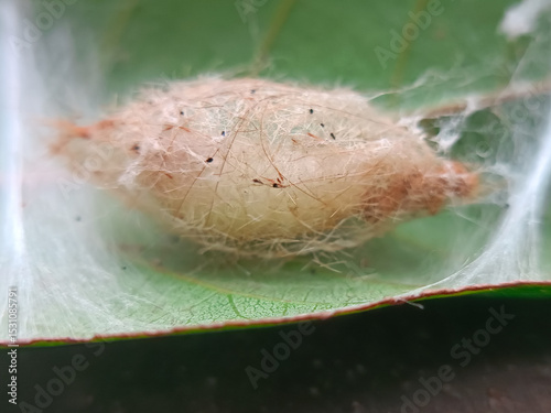 A silky cocoon clings gently to a leaf, blending seamlessly with nature. Inside, a wondrous transformation occurs, soon to emerge as a beautiful butterfly, embodying the magic of the forest.

