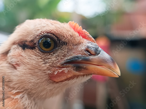 The close-up images show the head of a young chicken with textured skin, a curved yellow beak, and a vivid yellow-brown eye. The focus reveals fine feathers and natural details.
