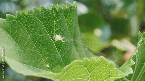 Spider on web in foliage