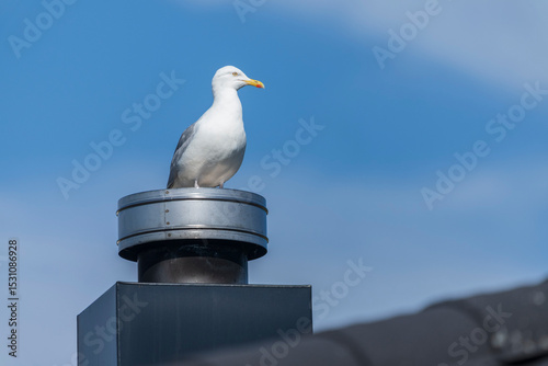 European Herring Gull on a post photo