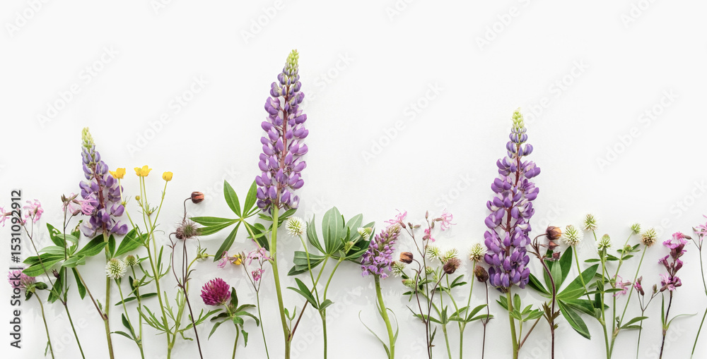 Obraz premium wildflower arrangement, lupine, buttercup, clover, botanical collection on white background