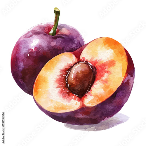 Plumcot Slice, watercolor drawing vector, isolated on a white background.