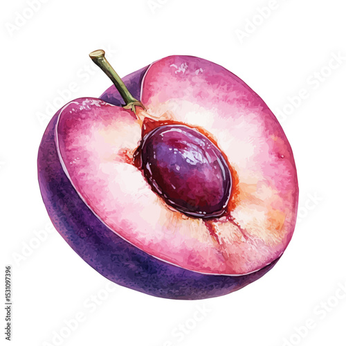Plumcot Slice, watercolor clipart vector, isolated on a white background.