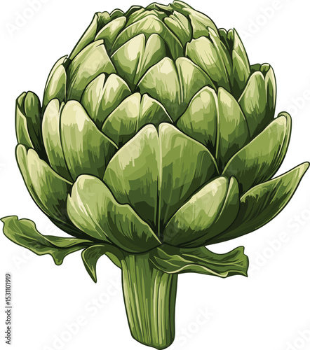 artichoke isolated on white