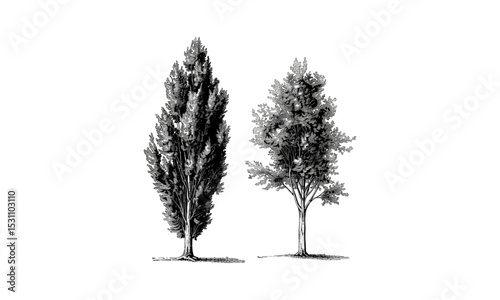 Poplar tree, vector illustration, tree branches, countryside scenery, lush greenery, park landscape, wild nature, seasonal trees, environmental design, organic patterns.