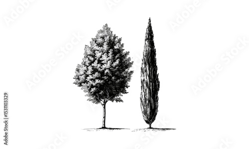 Vector illustration, poplar tree, natural scenery, woodland plants, autumn leaves, green canopy, tree line, forest environment, nature concept, ecological artwork.