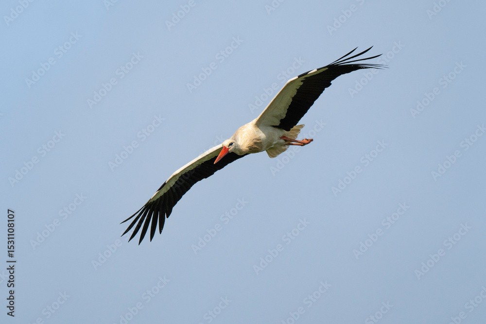 Fototapeta premium Cigogne blanche, Ciconia ciconia, White Stork