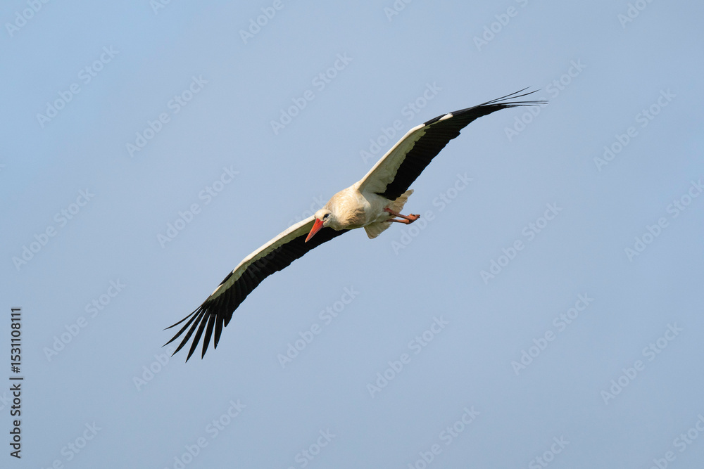 Fototapeta premium Cigogne blanche, Ciconia ciconia, White Stork