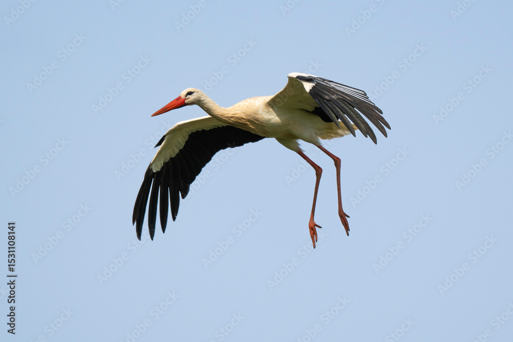 Obraz premium Cigogne blanche, Ciconia ciconia, White Stork