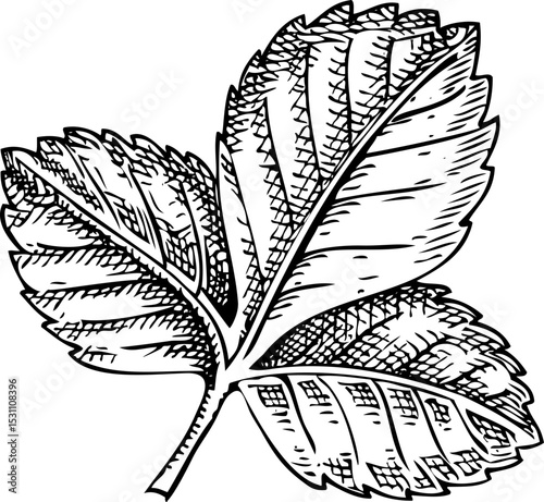 Strawberry leaf sketch. Hand drawn botanical illustration. Natural ingredients, organic food logo design. Not AI generated