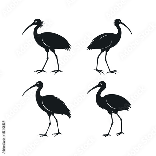 Four black silhouettes of ibis birds in different poses