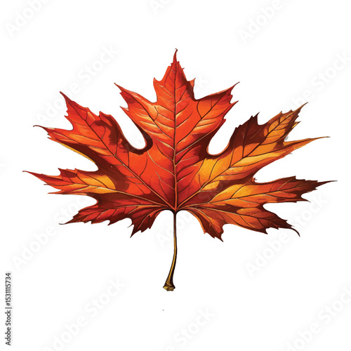 Red and orange autumn maple leaf isolated on white background