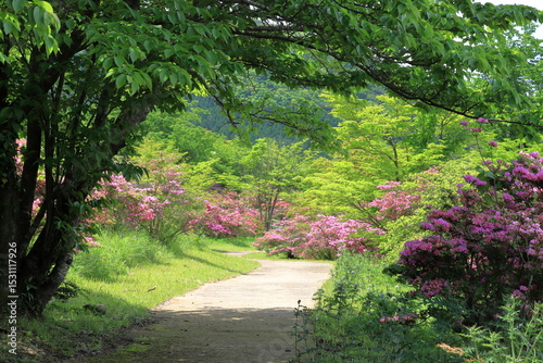 つつじが咲いている公園