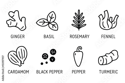 Spice vector herb collection illustration featuring culinary seasoning and flavoring ingredients.