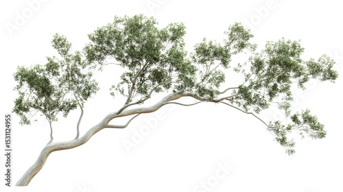 Fractal branch eucalyptus tree, Transparent background, PNG file