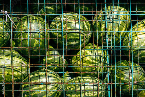 Bunch of watermelons are hanging in a wire cage. The cage is green and has a lot of holes. The watermelons are all different sizes and are hanging at different heights