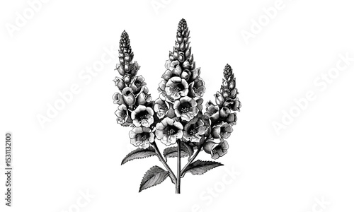 Phoeniceum Verbascum Flowers Botanical Engraving Vintage Style, vector illustration, garden herb, wildflower artwork, floral sketch, natural medicine plant, classic floral print.