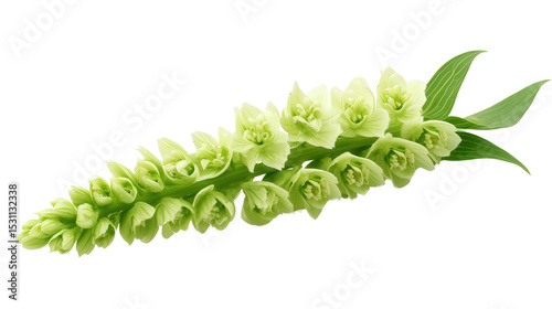 Green Justicia aurea flower spike Transparent background, PNG file photo