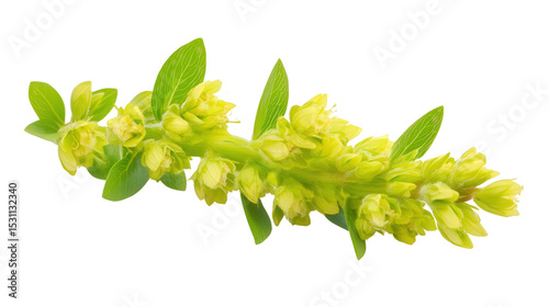 Green Justicia aurea flower spike Transparent background, PNG file photo