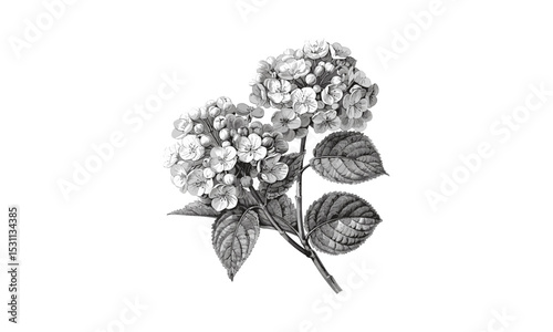 Engraved vintage branch of Viburnum Opulus Sterilis, flower illustration, vector illustration, botanical engraving, floral elements, nature sketch, herbal plants, garden flora, classic botanical art.