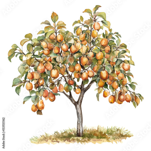 Pear Tree Shows Fall, watercolor vector, isolated on a white background.