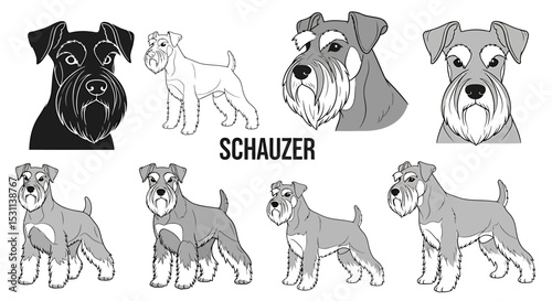 Various Illustrations of a Miniature Schnauzer Dog
