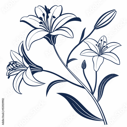 black and white triplet lily photo