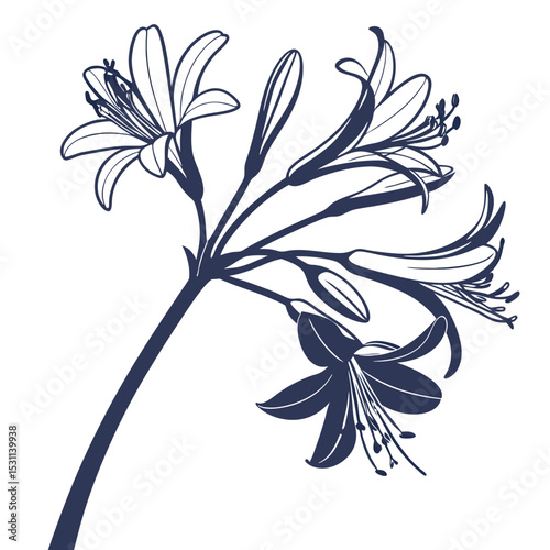 black and white lily of the nile