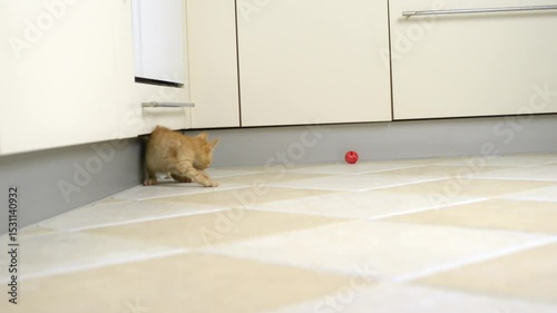 Small, yellow kitten is playing with a red ball on the kitchen floor