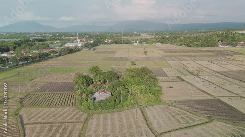Aerial View of Lush Green Rice Fields with Coastal Landscape and Scenic Mountains in Distance