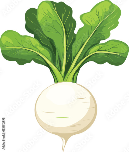 vector illustration of a vegetable