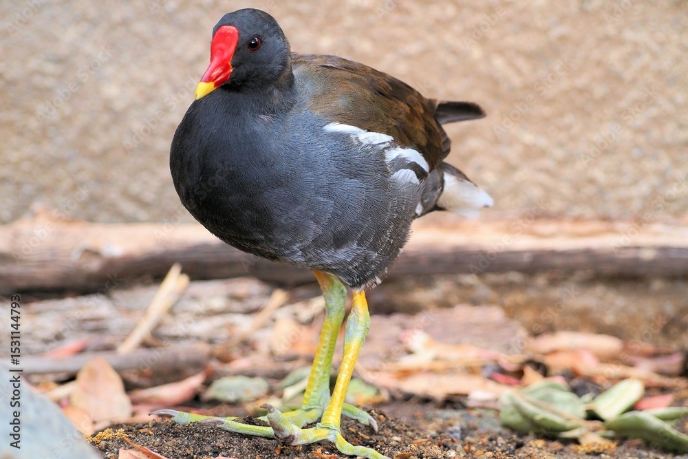 Obraz premium バン