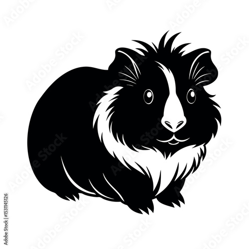 abyssinian guinea pig